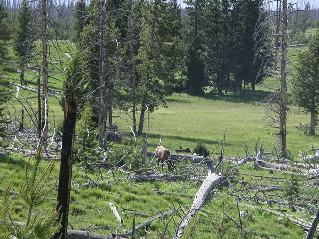 images/Mule deer eating geasses.jpg